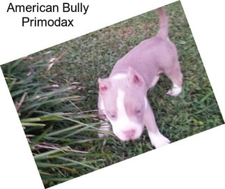 American Bully Primodax