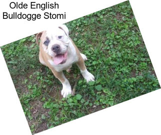 Olde English Bulldogge Stomi