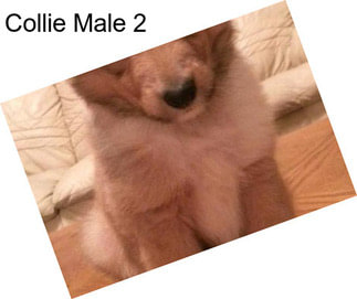 Collie Male 2