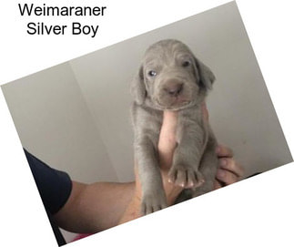 Weimaraner Silver Boy