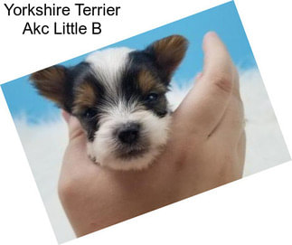 Yorkshire Terrier Akc Little B