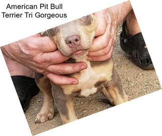 American Pit Bull Terrier Tri Gorgeous