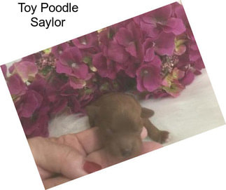 Toy Poodle Saylor