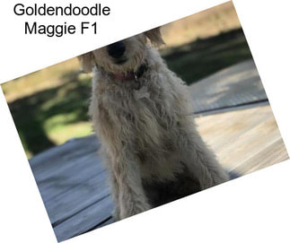 Goldendoodle Maggie F1