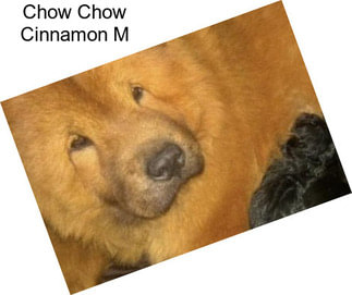 Chow Chow Cinnamon M