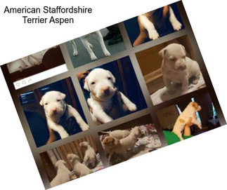 American Staffordshire Terrier Aspen