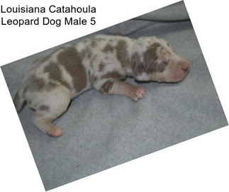 Louisiana Catahoula Leopard Dog Male 5