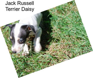 Jack Russell Terrier Daisy