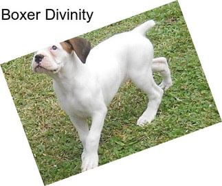 Boxer Divinity