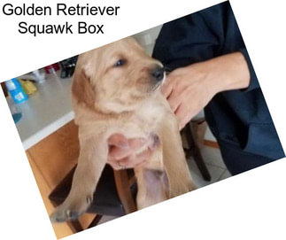 Golden Retriever Squawk Box