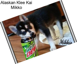 Alaskan Klee Kai Mikko