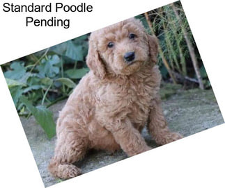 Standard Poodle Pending