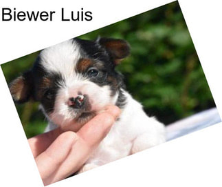 Biewer Luis