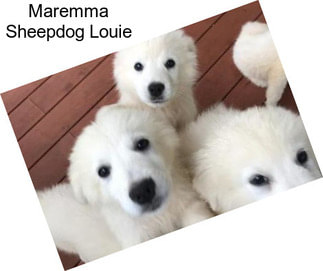 Maremma Sheepdog Louie