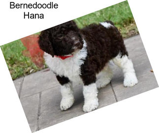 Bernedoodle Hana