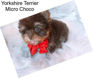 Yorkshire Terrier Micro Choco