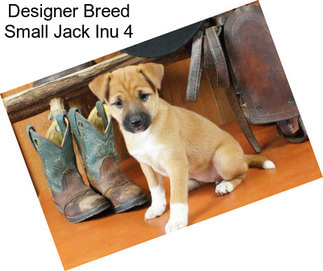 Designer Breed Small Jack Inu 4