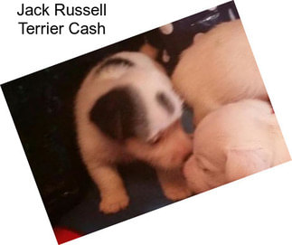 Jack Russell Terrier Cash