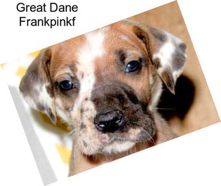 Great Dane Frankpinkf