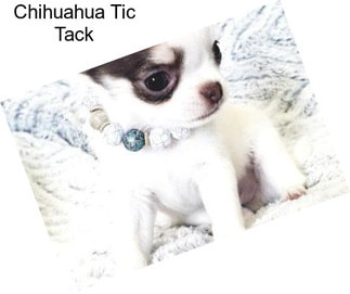 Chihuahua Tic Tack