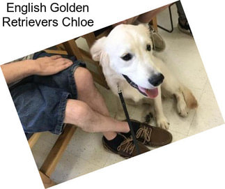 English Golden Retrievers Chloe