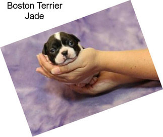 Boston Terrier Jade