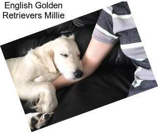 English Golden Retrievers Millie