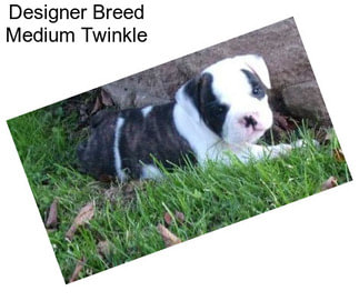 Designer Breed Medium Twinkle