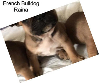 French Bulldog Raina