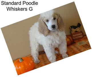 Standard Poodle Whiskers G