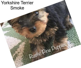 Yorkshire Terrier Smoke