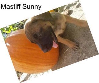 Mastiff Sunny