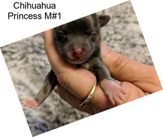 Chihuahua Princess M#1