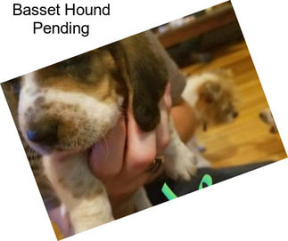 Basset Hound Pending