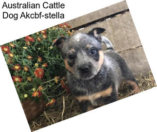 Australian Cattle Dog Akcbf-stella