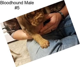 Bloodhound Male #5