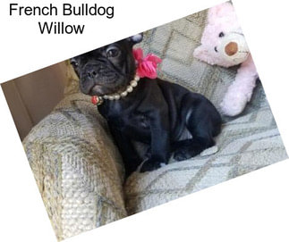 French Bulldog Willow