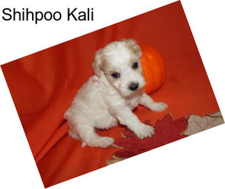 Shihpoo Kali