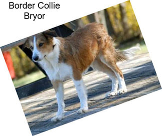 Border Collie Bryor