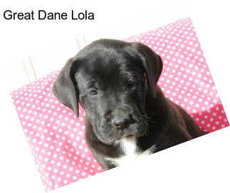 Great Dane Lola