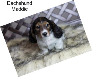 Dachshund Maddie