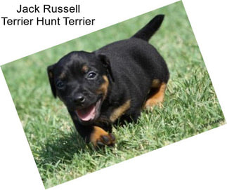 Jack Russell Terrier Hunt Terrier