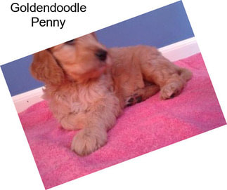 Goldendoodle Penny