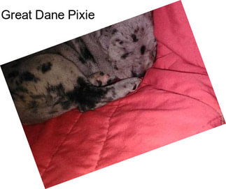 Great Dane Pixie