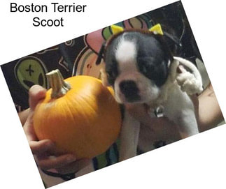 Boston Terrier Scoot