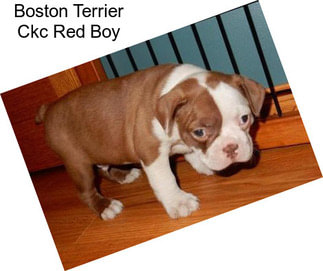 Boston Terrier Ckc Red Boy