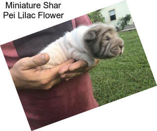 Miniature Shar Pei Lilac Flower