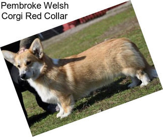 Pembroke Welsh Corgi Red Collar