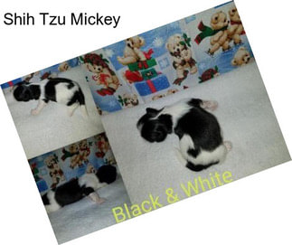 Shih Tzu Mickey