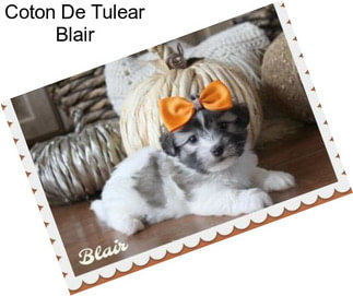 Coton De Tulear Blair